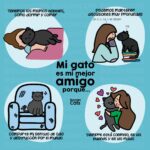 ¿Quién Es El Mejor Amigo De Un Gato?