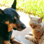 ¿Quién Es Más Fiel El Perro O El Gato?