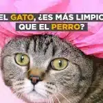 ¿Quién Es Más Limpio Gato O Perro?