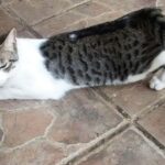 ¿Quién Se Alza El Gato O La Gata?