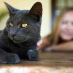 ¿Quién Ve Mejor El Gato O El Humano?