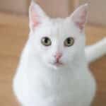 Razas de gatos blancos: ¿Cuáles son las más comunes?