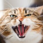 Razones por las que los gatos pueden presentar comportamientos agresivos.
