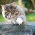 ¿Realmente los gatos no disfrutan del agua? Una mirada a su relación con el líquido.
