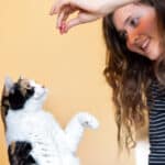 Saludando a un gato: consejos útiles para principiantes.