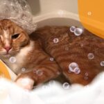 Secando a tu gato con un secador: Consejos y precauciones.
