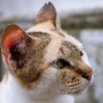 Señales del pelaje enfermo en gatos: ¿cómo detectarlas?