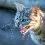 Síntomas y tratamiento por mordedura de gato con rabia.
