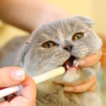 Sobredosis de meloxicam en gatos: ¿Qué consecuencias tiene?