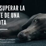 Sobrellevando la pérdida de tu gato: consejos para superarla.