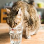 Soluciones para gatos que rechazan la comida y el agua.