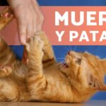 ¡Sorprendente! ¿Por qué mi gato me da con la pata?