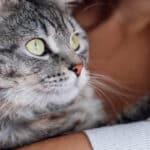 Superando el trauma de tu gato: Consejos para ayudarle a recuperarse