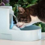 Tipos de agua aptos para los gatos como mascotas.