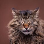 Tocar la nariz de tu gato: ¿qué efectos tiene?