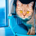 Toxicidad en gatos: Identifica los peligros más comunes.