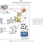 Transmisión de la bacteria del gato: todo lo que debes saber.