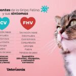 Transmisión del virus felino: lo que debes saber.