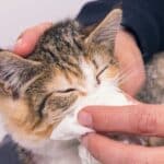 Tratamiento adecuado para gatos con gripe: consejos útiles.