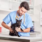 Tratamiento del dolor en gatos: Medicamentos seguros para humanos.