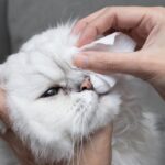 Tratamientos naturales para aliviar el dolor e inflamación en gatos.