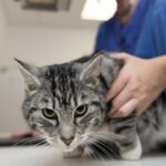 Tratamientos para aliviar la artritis en tu gato