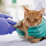 Tratamientos para el dolor e inflamación en gatos: Consejos útiles.