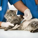 Vacunación esencial para la salud de tu gato doméstico