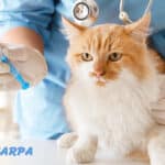 Vacunas esenciales para proteger la salud de tu gato