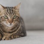 Vida promedio de un gato en casa: ¿Cuántos años puede durar?