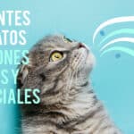 Vinagre en gatos: una solución casera para problemas comunes