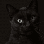 Visión nocturna de los gatos: ¿Qué pueden percibir en la oscuridad?