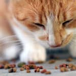 Vitaminas esenciales para la salud de tu gato como mascota