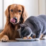 Alimentar a un gato con comida de perro: ¿Es seguro?