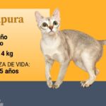 Alimentos prohibidos para gatos domésticos: Guía informativa.