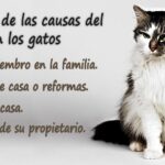 Causas del estrés en los gatos como mascotas.