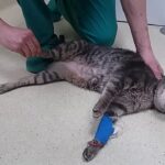 Cómo detectar una posible fractura en la columna de tu gato.