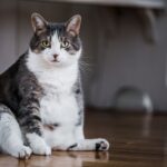 Cómo distinguir si mi gata tiene sobrepeso o está embarazada