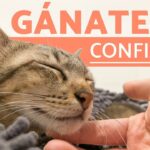 Cómo lograr la confianza de un gato enfadado en unos simples pasos.