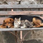 Comparación de inteligencia: ¿Perros o gatos, quién gana?