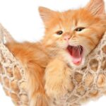 Comportamiento agresivo de los gatos anaranjados: ¿Por qué sucede?