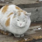 Consecuencias del maltrato hacia los gatos como mascotas.