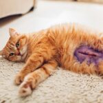 Costo de la esterilización de una gata: ¿Cuánto debes esperar pagar?