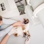 Costo de una radiografía para gatos: lo que debes saber.