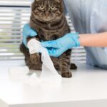 Dilución adecuada de Betadine para gatos: Guía práctica.