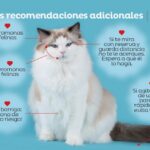 El amor de tu gato: ¿Por qué ronronea mientras te acaricia?