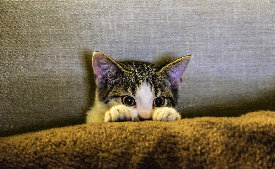 Entendiendo El Lenguaje Corporal De Tu Gato Consejos Prácticos