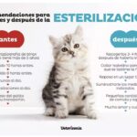 Esterilización natural para gatas: consejos y recomendaciones.