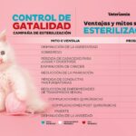 Importancia de esterilizar a tu gata para su salud y bienestar