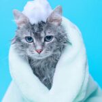 La compañía de los gatos en el baño: una experiencia común